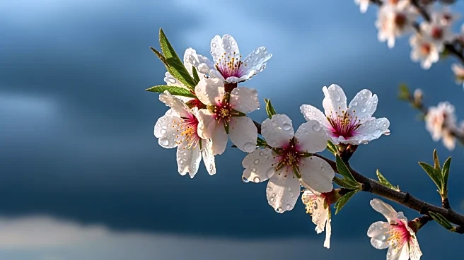 California Almond Farmers Brace for Winter Storm Amid Blooming Season