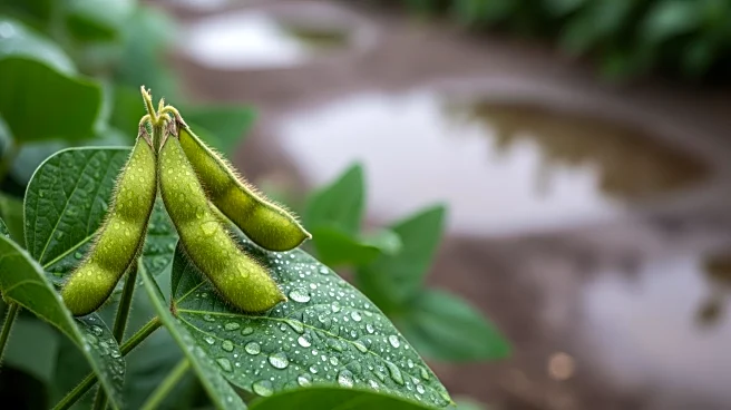 Wet Weather Impacts Soybean Harvest in Mato Grosso and Argentina