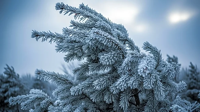 Pocatello Faces Gusty Winds and Possible Snow Flurries Overnight