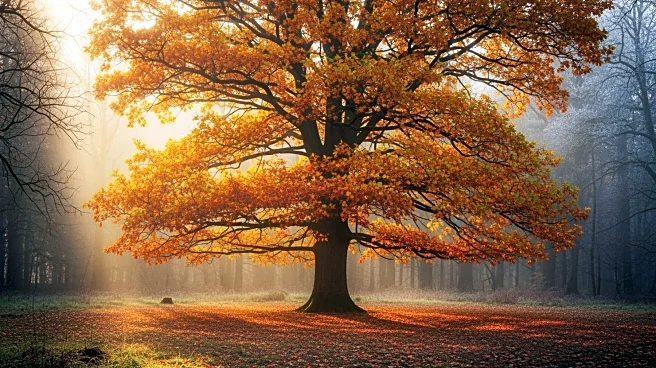 Nature Connection: Observing Seasonal Changes in Chatham