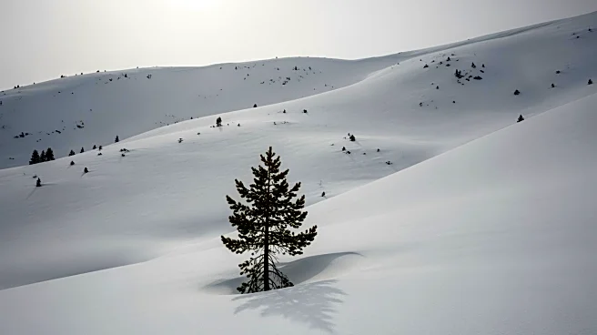 Tragic Avalanche in California's Sierra Nevada: Nine Lives Lost