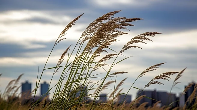 Windy Conditions Expected in Chicago on Tuesday