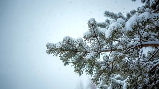 Winter Weather Warning: Up to 12 Inches of Snow Expected in Washington and Alaska