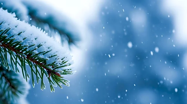 Pennsylvania: Viral Video Shows Golden Retriever Enjoying Snow