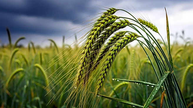 Heavy Rainfall in Spain Raises Concerns Over European Food Prices