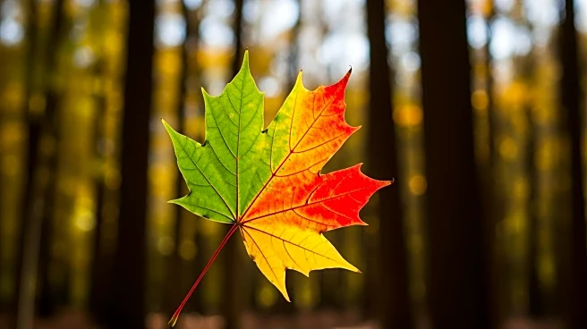 Fall Foliage Timelines: Seasonal Changes Across the United States