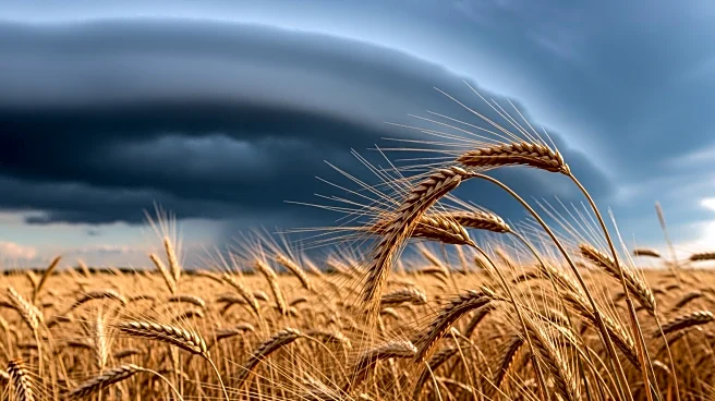 South African Farmers Urged to Protect Crops from Extreme Weather