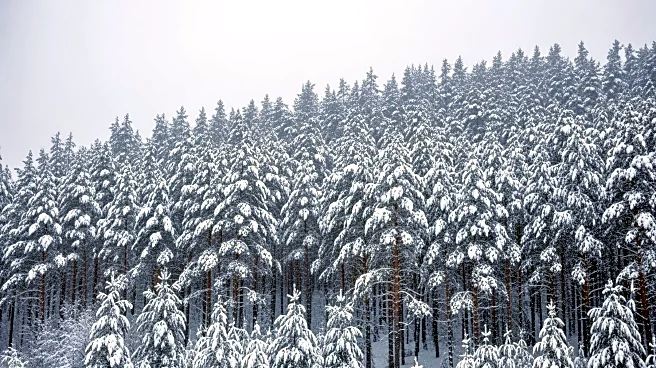 Alaska Braces for Heavy Snow with Up to 12 Inches Expected