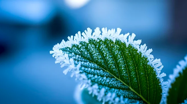 Tel Aviv-Jaffa Experiences Unseasonably Cold Weather with Frost Risk