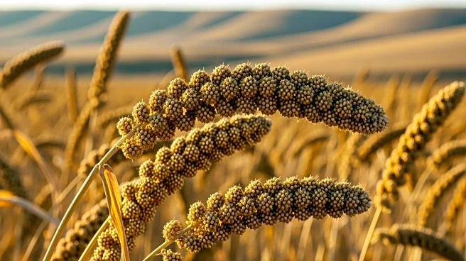 Proso Millet Offers Drought Resilience in High Plains Farming