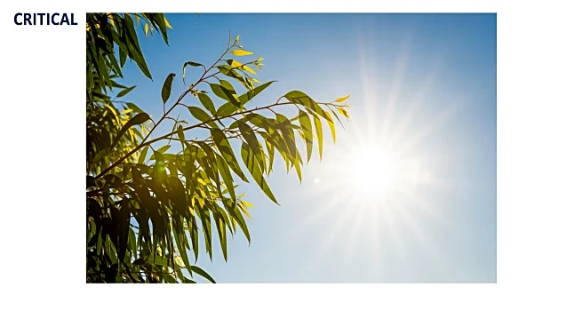 Sydney Weather: Sunny Skies and Warm Temperatures Expected