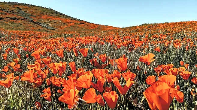 Once-in-a-Decade Superbloom Explodes in Death Valley