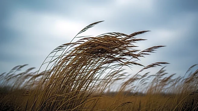 Wind Advisory Issued for Grove City, PA Amid Gusty Conditions