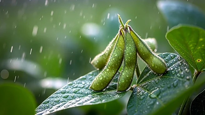 Rainfall Expected to Aid Soybean Harvest in Brazil