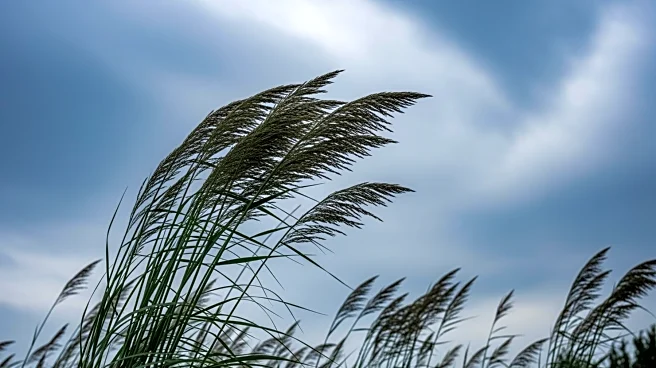 Wind Advisory in Effect for Ohio, Pennsylvania, and West Virginia