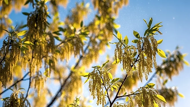 Tree Pollen Alert Issued for Findlay, Ohio