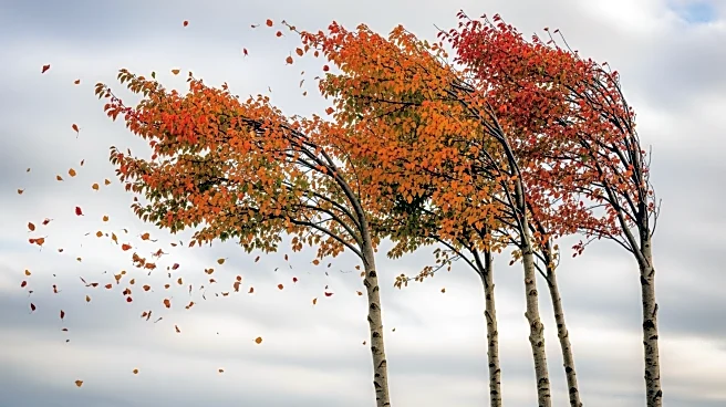 Wind Advisory in Upstate NY: Gusts Up to 50 mph Expected