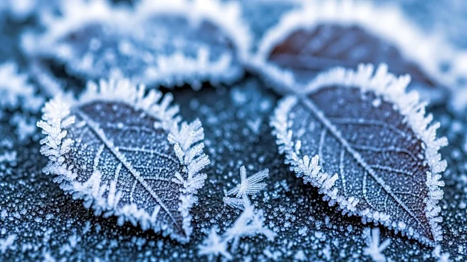 Hard Freeze Alert Issued for Southern U.S. States