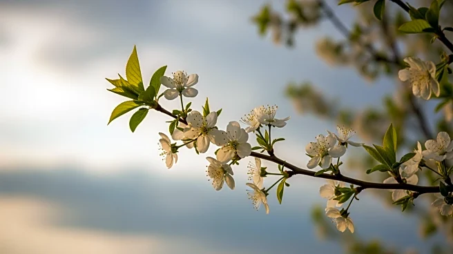 Arlington Faces Spring Weather Shift with Potential Impacts