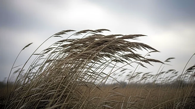 Wind Advisory Issued for Upstate New York with Gusts Up to 50 mph