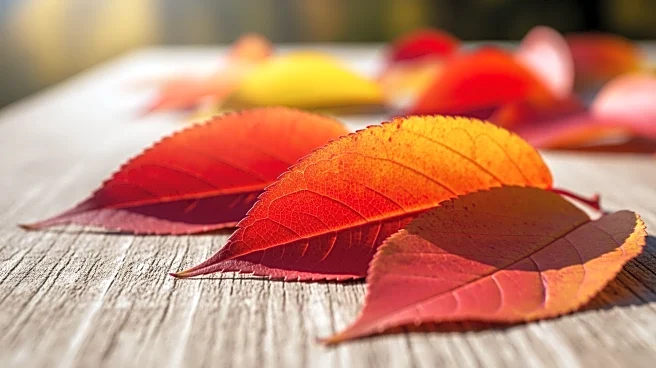 Fall Foliage Peaks in Appalachia: Stunning Colors Expected