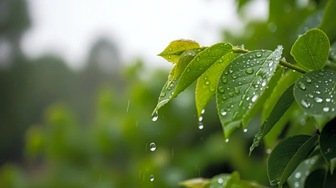 Ketchikan Weather: Rainy Conditions Expected