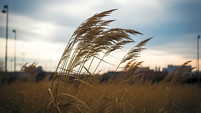 Wind Advisory Issued for Detroit Area Today