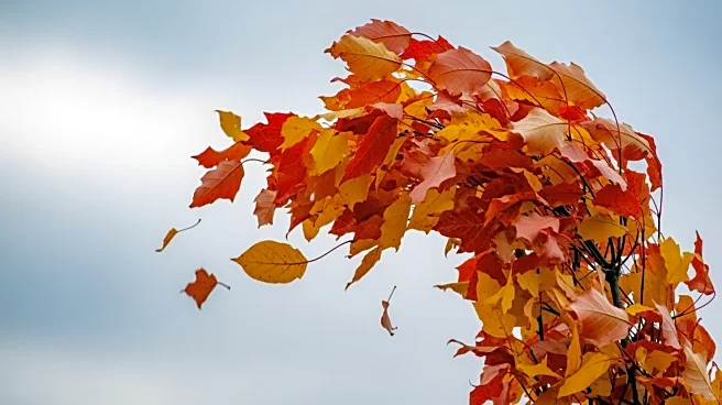 Wind Advisory Issued for Upstate NY with Gusts Up to 50 mph