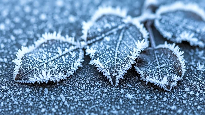 Freeze Warning Issued for Georgia: Sub-Freezing Temperatures Expected