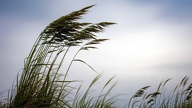 Windy Conditions Expected in Southeast Michigan on Monday