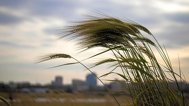 Wind Advisory Issued for Detroit Area Amid Gusty Conditions