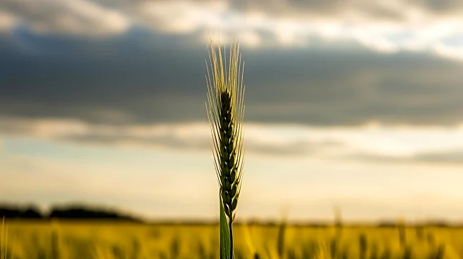 Climate Resilience in European Agriculture: A Strategic Imperative