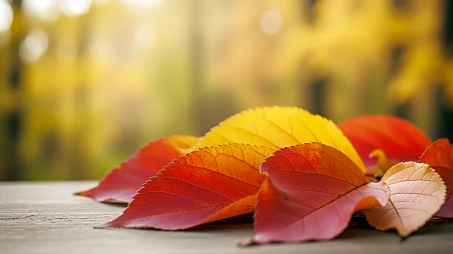 Fall Foliage Peaks in Appalachia: A Seasonal Spectacle