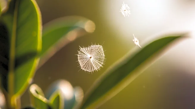 Rising Pollen Counts in Western and Southern U.S. Affect Allergy Sufferers