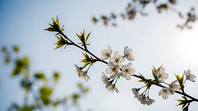 Chicago Weather: Spring-like Conditions Expected on Friday