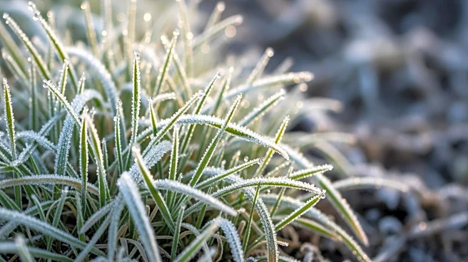 Winter Lawn Care: Preparing for Spring Recovery