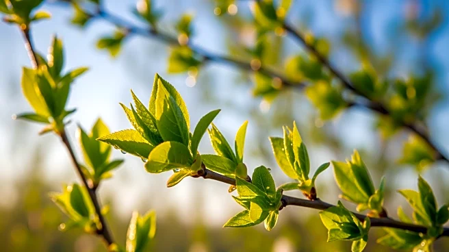 Spring Arrives in Pittsburgh with Mild Weather and Celebrations
