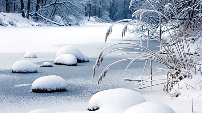 Otters Enjoy Snow Day in Maryland During Winter Storm