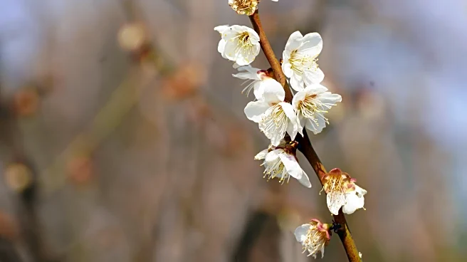 Split Spring: Leaves Bloom Early in West, Lag Behind in Southeast
