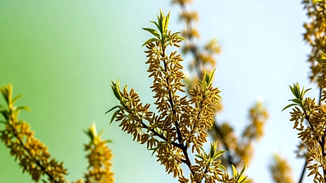 Tree Pollen Alert Issued for UK: High Levels Expected