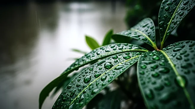 Flooding Concerns in Hawaii as Heavy Rain Persists