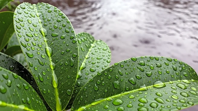 Heavy Rain Causes Flash Floods in Hawaii Neighborhoods