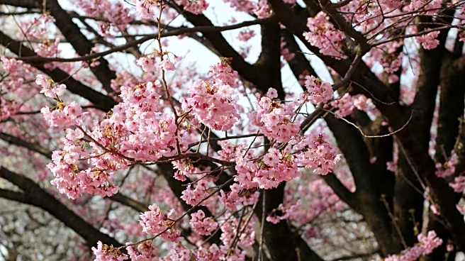 Spring Heat Triggers Early Peak Bloom for DC Cherry Blossoms