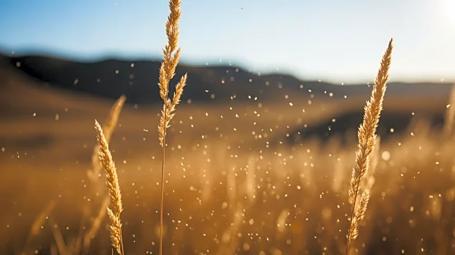 Early Allergy Season Hits Colorado Amid Warm, Dry Conditions