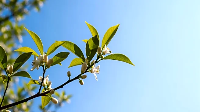 Easter Weekend Weather in Orange County: Sunny Skies and Mild Temperatures