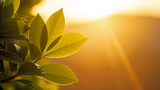 Spring Heat Surge Expected in South Carolina Late March