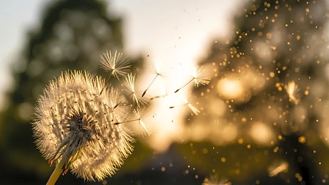 U.S. Faces Intensified Allergy Season Due to Climate Factors