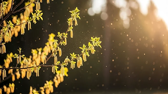 Tree Pollen Alert Issued for East Tennessee