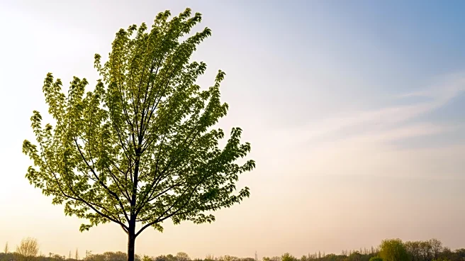 Weather Update: Little Rock Experiences Mild Conditions