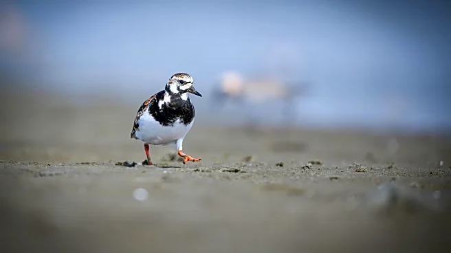 Piping Plover Makes Comeback After Decades of Conservation